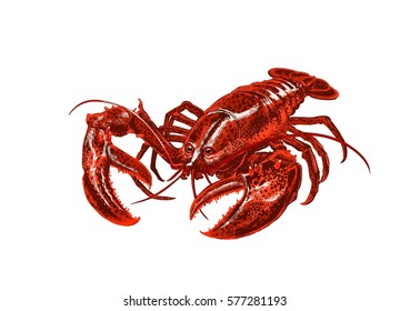 Red lobster (crayfish, crabs) with claws on a white background. Seafood. Vector illustration