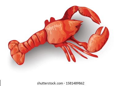 Red  lobster crayfish vector Illustration on White Background