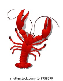 Red lobster detailed illustration, isolated objects on white background