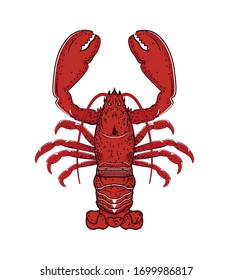 Red lobster. Isolated lobster on white background