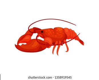Red lobster on white background. Vector illustration.