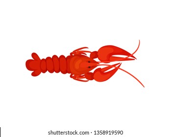 Red lobster on white background. Crayfish concept.