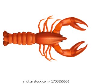 Red lobster with two claws realistic vector illustration. Boiled lobster isolated on a white background.