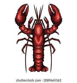 Red Lobster. Vector illustration of red lobster in engraving technique isolated on white.