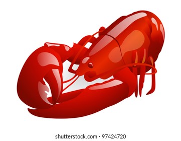 Red lobster. Vector illustration on white background