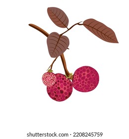 Red longan fruit with stems and three distinctive red leaves. Vector illustration design