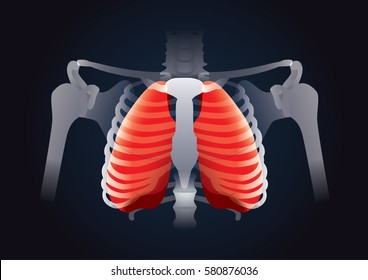 Red Lung in human rib cage on black. This illustration about human respiratory System.