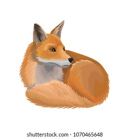 Red lying fox wild northern forest animal vector Illustration on a white background