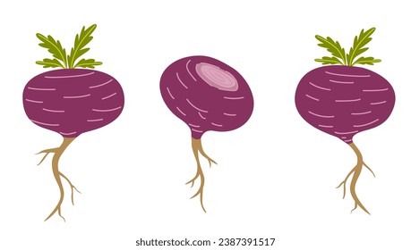 Red maca or Peruvian ginseng plant. Healthy root vegetable. white background. Natural remedy vector graphic. Flat cartoon illustration isolated on white background.