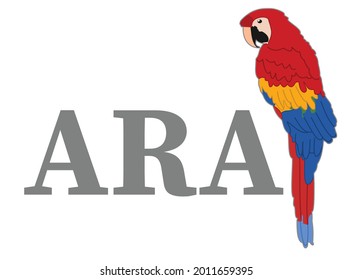 red macaw parrot isolated on white background