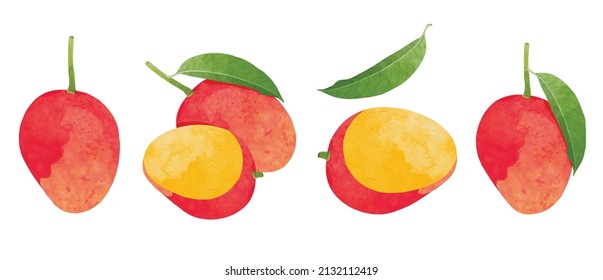 Red Mango Design elements set. watercolour style vector illustration.