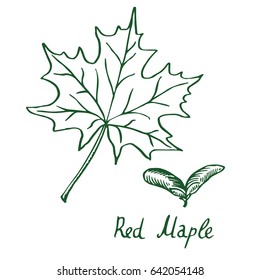 Red Maple (Acer rubrum) Leaf and samaras, hand drawn doodle, sketch in pop art style, vector illustration