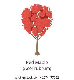 Red maple icon. Flat illustration of red maple vector icon for web