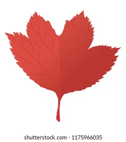 
Red maple leaf is a autumn leaf  with the broad leafy structure 
