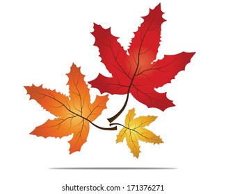 Red maple leaf as an autumn symbol as a seasonal themed concept as an icon of the fall weather on an isolated white background.