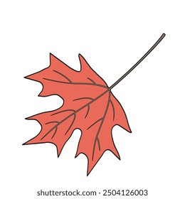 red maple leaf color vector illustration