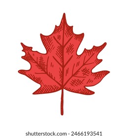 Red maple leaf engraved, symbol of Canada. Hand drawn illustration on isolated background. Design element for congratulation of Canada Day, sign for print, paper, card, flyer