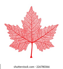 Red maple leaf isolated. Symbol of Canada. Autumn. Vector  illustration.