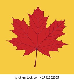 red maple leaf on yellow background