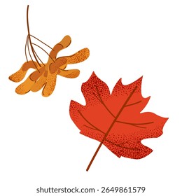 Red maple leaf and maple seeds in autumn colors. Hand-drawn in flat style. Clipart or seasonal, botanical, or nature-themed projects.