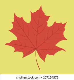  Red maple leaf. Vector illustration.