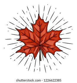 Red maple leaf. Vector illustration with maple leaf . Used for poster, banner, t-shirt print, bag print, badges and logo design
