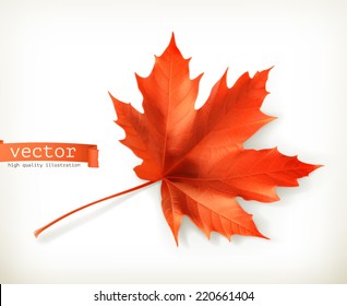 Red maple leaf, vector object