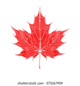 The Red Maple Leaf With White Veins.