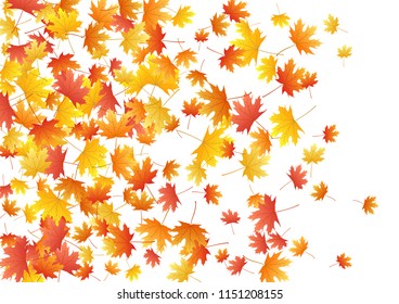 Autumn Maple Tree Branches On White Stock Vector (Royalty Free) 97025987