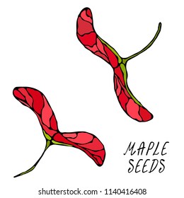 Red Maple Seeds. Autumn or Fall Harvest Collection. Realistic Hand Drawn High Quality Vector Illustration. Doodle Style.