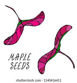 Red Maple Seeds. Autumn or Fall Harvest Collection. Realistic Hand Drawn High Quality Vector Illustration. Doodle Style.