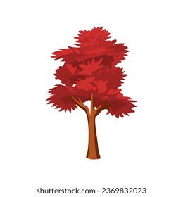 Red maple tree flat vector illustration, acer rubrum or scarlet maple, soft maple or swarm red maple