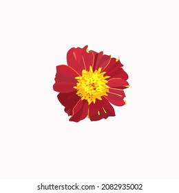 rote Ringelblume auf weißem Hintergrund