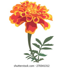 Red marigold flower. Realistic , on the white background