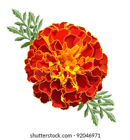 Red marigold flower ('Tagetes patula') isolated on white background