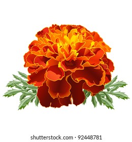 Red marigold flower ("Tagetes patula") isolated on white background