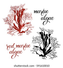 Red marine algae. Vector illustration on white background. Two different color variants. Isolated elements for design.