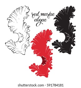 Red marine algae. Vector illustration on white background. Isolated elements for design, 3  different variants. 