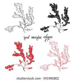 Red Marine Algae. Vector Illustration On White Background. Isolated Elements For Design, 4  Different Variants. 