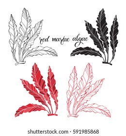 Red marine algae. Vector illustration on white background. Isolated elements for design, 4  different variants. 