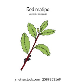 Red matipo (Myrsine australis), medicinal plant. Hand drawn botanical vector illustration