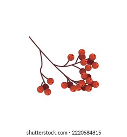 Red mountain ash. Vector cartoon illustration on a white background 
