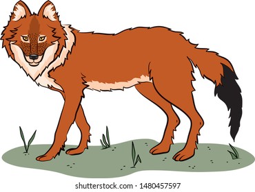 Red mountain Siberian wolf stands with his head turned