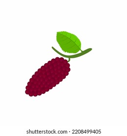 Red mulberry (Morus rubra) Isolated white color