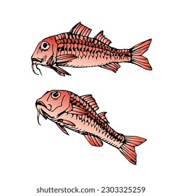 Red mullet. Delicious seafood. Color vector illustration with black contour lines isolated on a white background in a cartoon style.