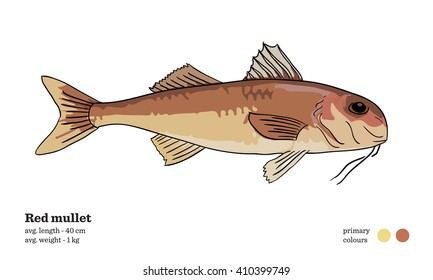Red mullet sea bream fish vector illustration