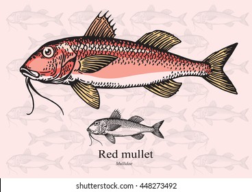 Red Mullet. Vector illustration with refined details and optimized stroke that allows the image to be used in small sizes (in packaging design, decoration, educational graphics, etc.)