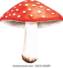 Red Mushroom Watercolor  - Isolated on White vector illustration
