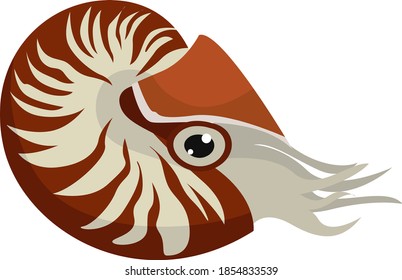 Red nautilus, illustration, vector on white background