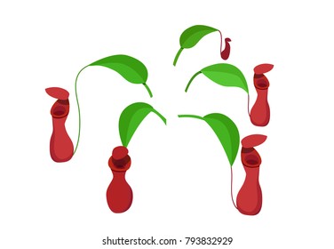 Red Nepenthes leaf isolated on white, vector design